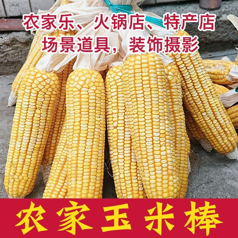 带皮老玉米带叶干玉米棒四川农家乐装饰丰收节农作物挂件门店道具