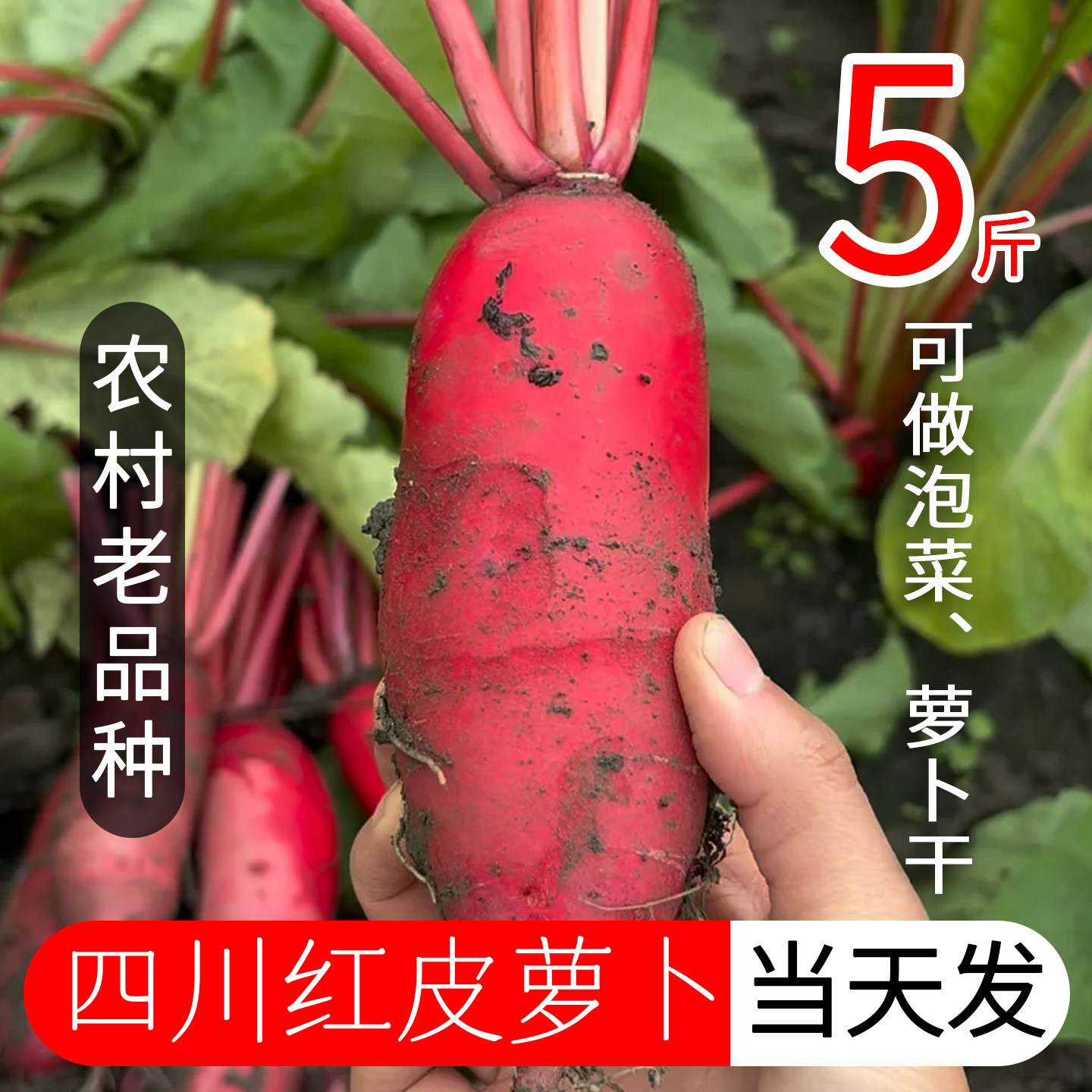 四川老品种红皮萝卜泡菜专用