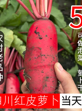 四川老品种红皮萝卜泡菜专用