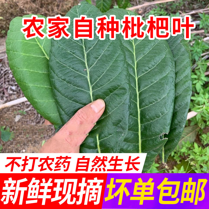 四川枇杷叶农家自种新鲜现摘