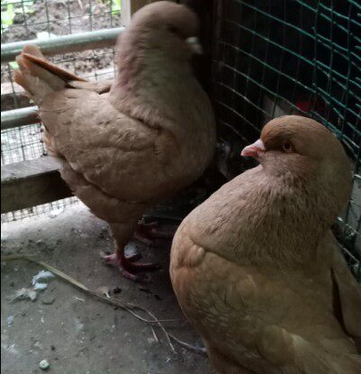 纯种圆环鸽子特大元宝鸽幼鸽观赏鸽包邮活体种蛋受精蛋