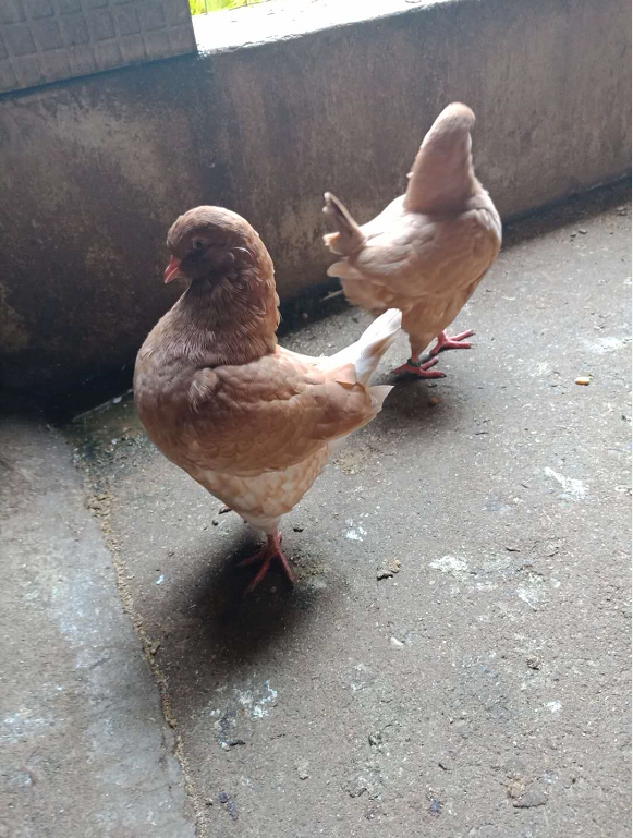 纯种农家散养落地王圆环元宝种鸽青年鸽子精品纯粮喂养鸽子幼鸽