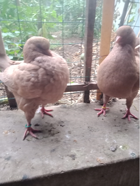 出售圆环鸽公斤元宝鸽特大元宝鸽观赏鸽落地王鸽一只包邮活体