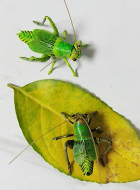 非遗棕编工艺品纯手工编织蝈蝈成品摆件家居装饰品创意礼品