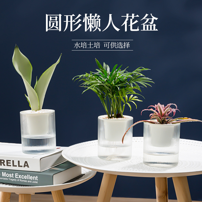 10cm口径懒人绿萝自动吸水免可储水小花盆透明水培塑料绿箩