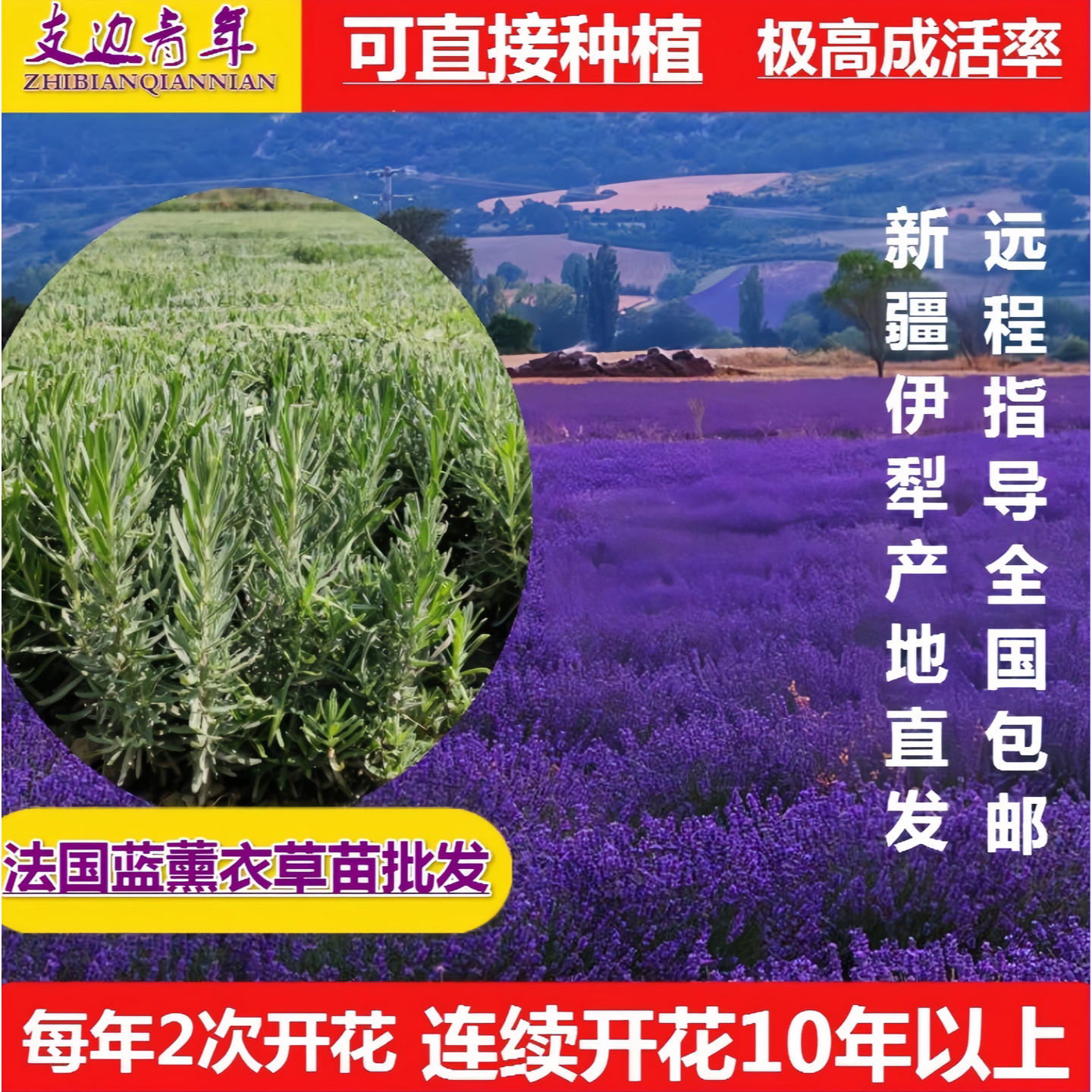 新疆伊犁产地直发真花薰衣草苗花卉盆景花苗景观绿化耐寒耐热盆栽