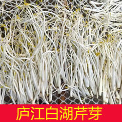 安徽庐江白湖特产芹芽3斤装包邮 金坝芹芽白芹农家自种芹菜芽无根