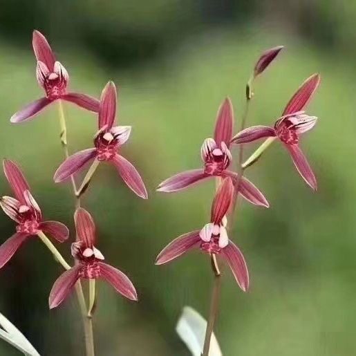 名贵兰花苗建兰四季兰暮山紫浓香好养兰花室内阳台客厅