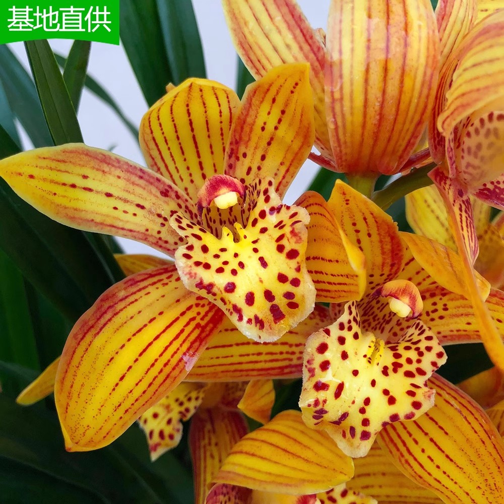 浓香型新款阳台兰花苗建兰四季兰黄金美人花卉客厅