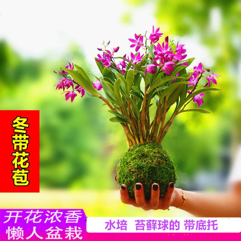 七彩香水石斛兰花好养绿植