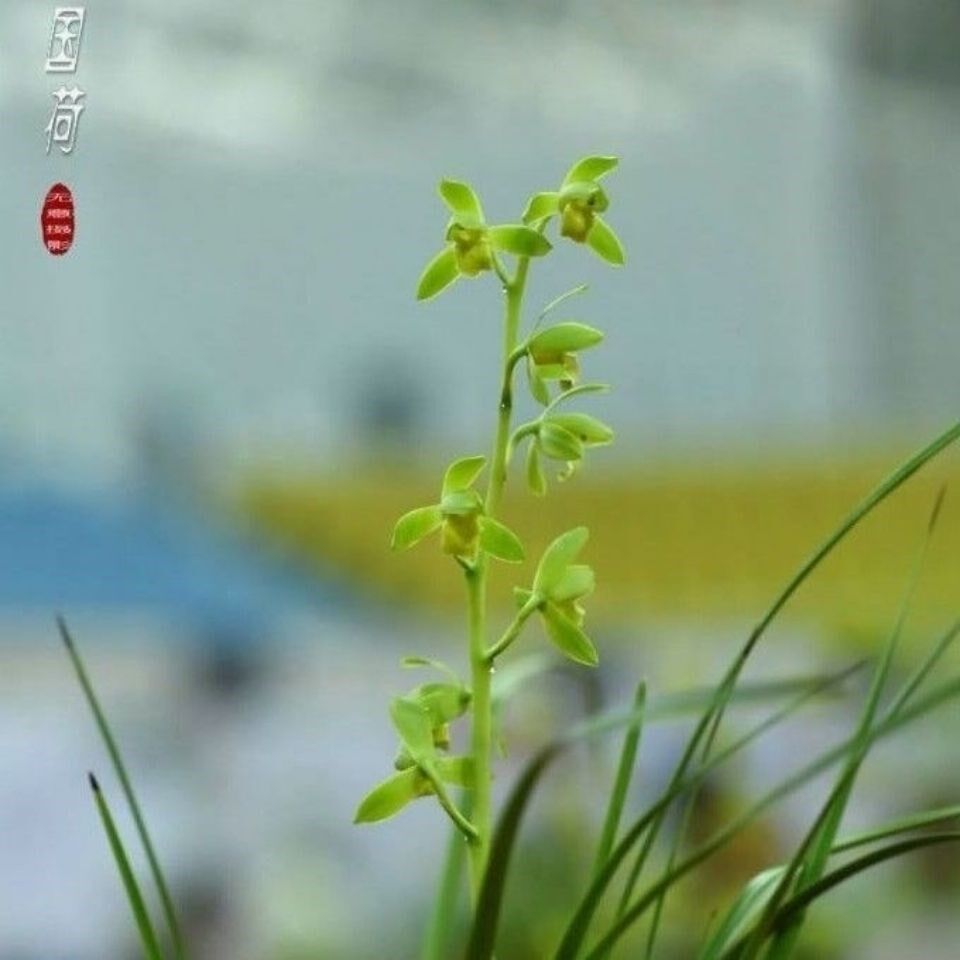 包邮 老种兰花苗客厅花卉阳台绿植盆栽浓香老种兰花 蕙兰【国荷】