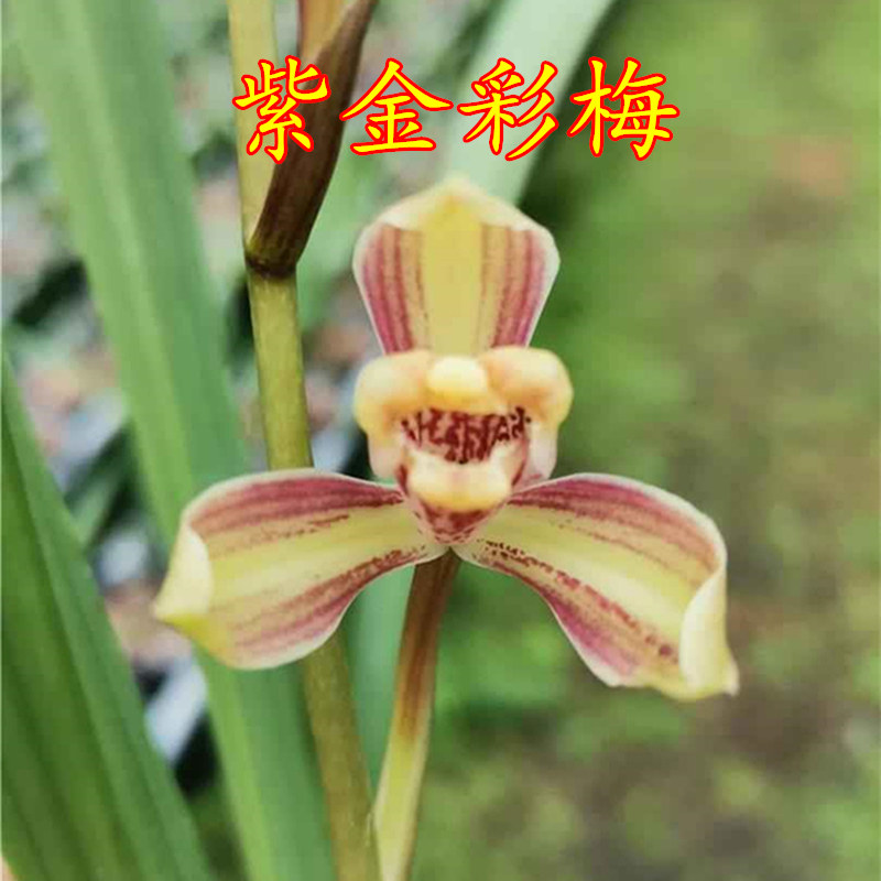 兰花苗浓香建兰四季兰 紫金彩梅 正品室内阳台客厅花卉盆栽
