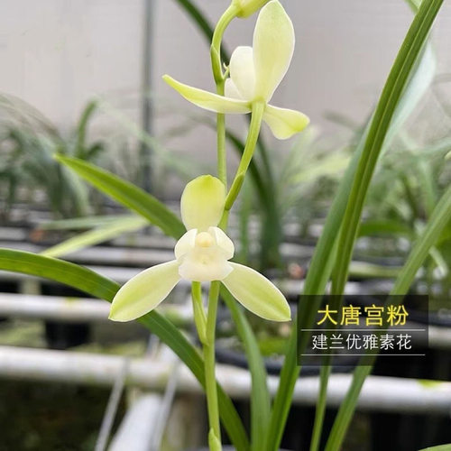 名贵兰花苗建兰四季兰大唐宫粉浓香好养兰花室内阳台客厅