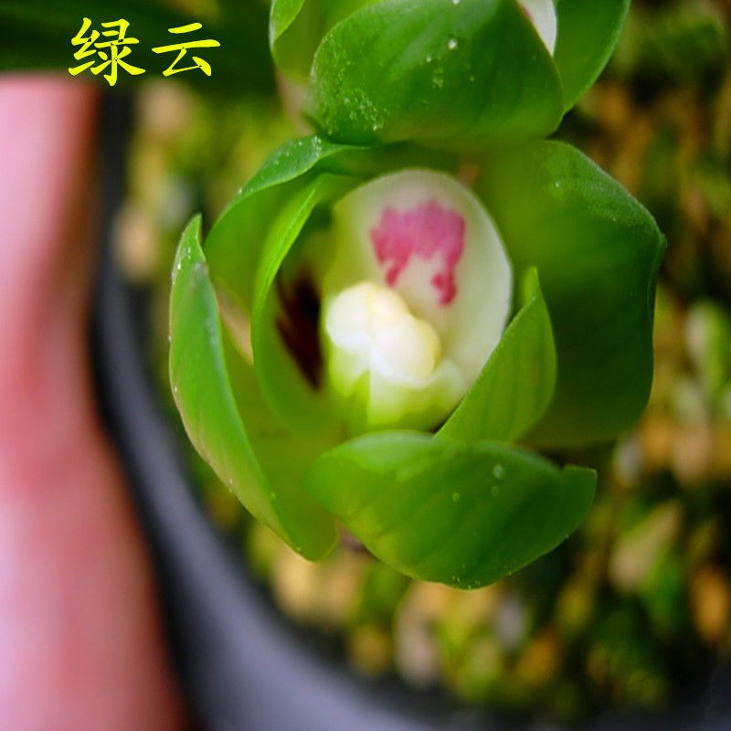 兰花苗客厅花卉阳台绿植盆栽浓香兰花春兰绿云