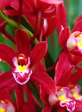 浓香型新款阳台兰花苗建兰四季兰红双喜盆栽花卉客厅