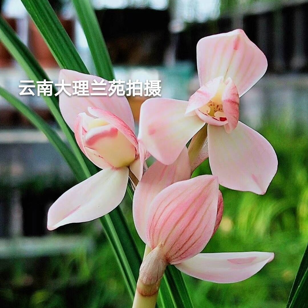 包邮兰花苗客厅花卉阳台绿植盆栽浓香兰花莲瓣兰粉荷自然种植