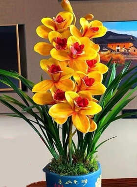 浓香型新款阳台兰花苗建兰四季兰 荣华富贵 花卉客厅好养绿植盆栽