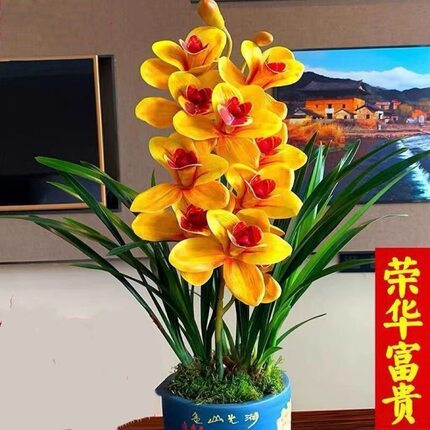 浓香型新款阳台兰花苗建兰四季兰 荣华富贵 花卉客厅好养绿植盆栽