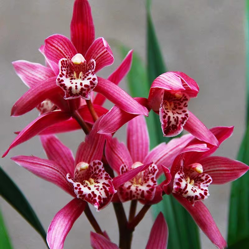 浓香型新款阳台兰花苗建兰四季兰红贵妃盆栽花卉客厅