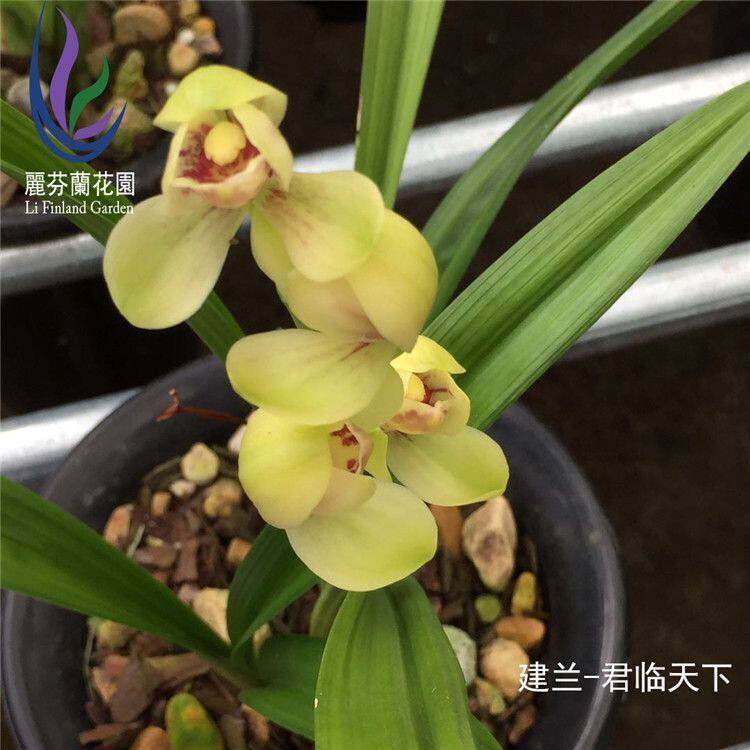 名贵兰花苗建兰四季兰君临天下浓香好养兰花室内阳台客厅