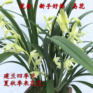 兰花苗建兰四季兰经典素心 观音素 室内阳台卧室好养易花绿植盆栽