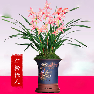 浓香型新款阳台兰花苗建兰四季兰红粉佳人花卉客厅好养绿植盆栽