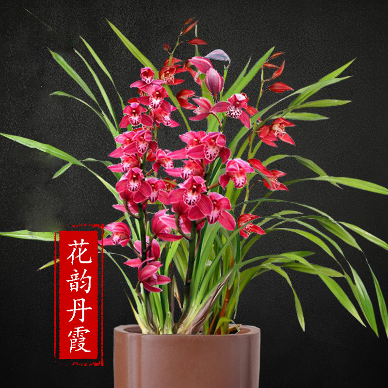 浓香型阳台兰花苗好养建兰四季兰