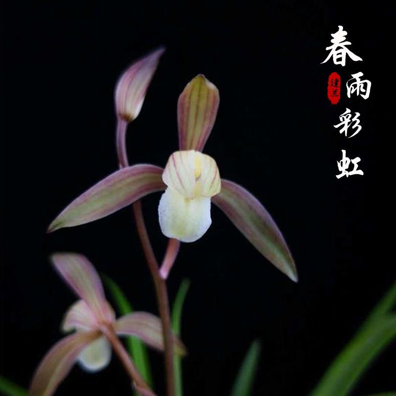 名贵兰花苗建兰四季兰春雨彩虹浓香好养兰花室内阳台客厅