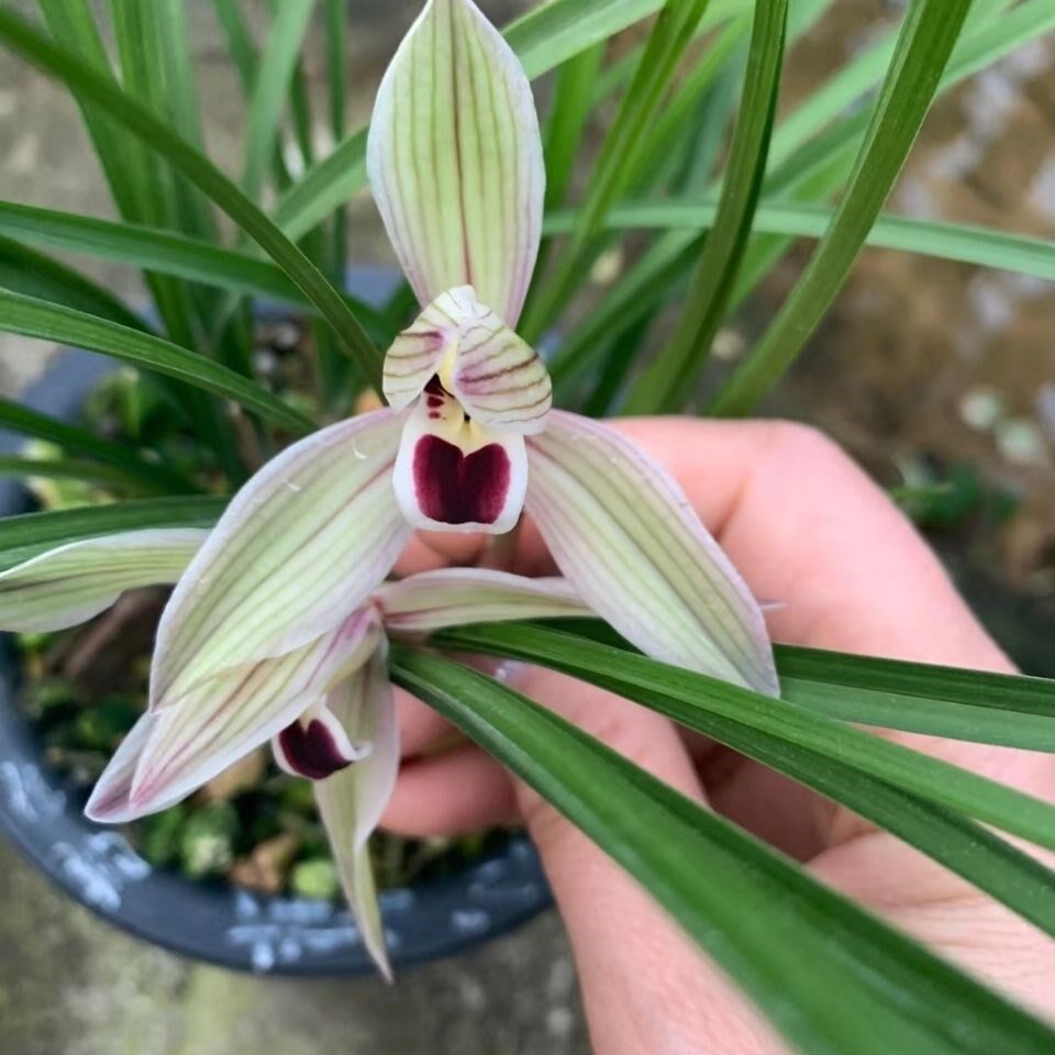 云南兰花红心荷瓣莲瓣兰红舌兰花苗老种心心相印室内盆栽浓香好养