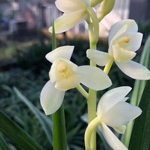 名贵兰花苗建兰四季兰白素荷荷浓香好养兰花室内阳台客厅