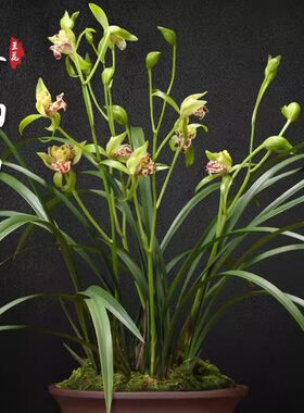 浓香型新款庭院苗建兰四季兰梨山狮王兰花盆栽花卉观花客厅