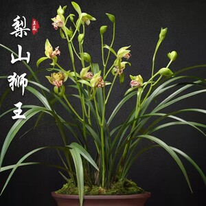浓香型新款庭院苗建兰四季兰梨山狮王兰花盆栽花卉观花客厅