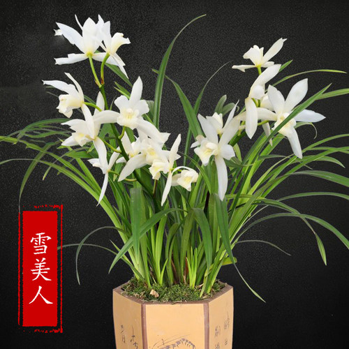 浓香型阳台兰花苗建兰四季兰好养