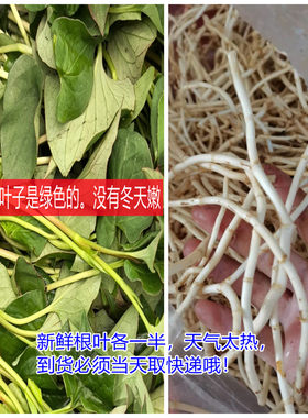 鱼腥草四川新鲜现挖折耳根带叶根叶各半嫩叶子嫩根侧耳根猪鼻孔