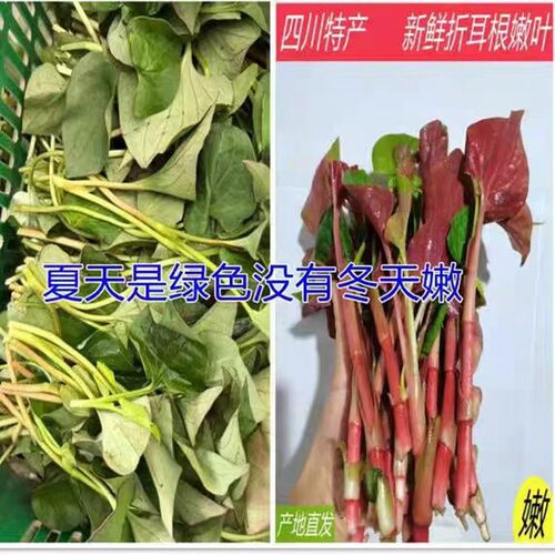 四川特产折耳根鱼腥草嫩叶新鲜