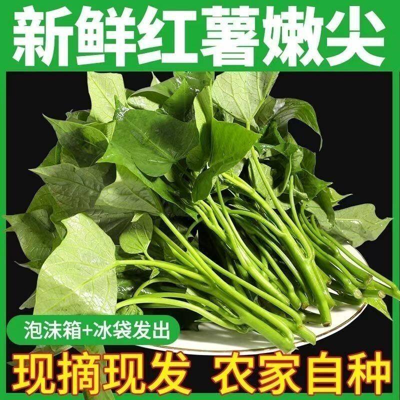 四川红薯叶红苕尖新鲜地瓜农家菜图片