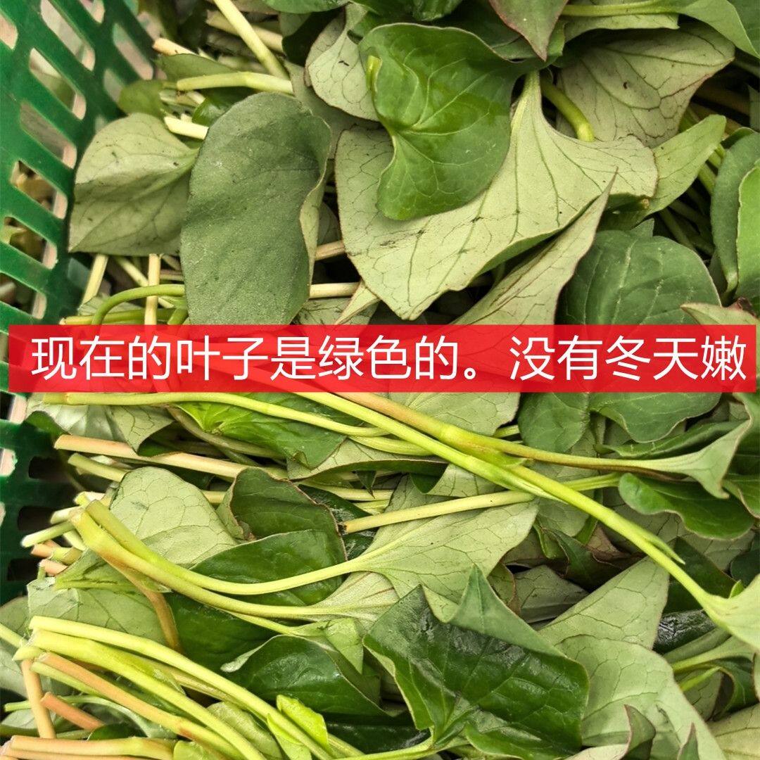 新鲜鱼腥草嫩叶四川折耳根叶子凉拌现发侧耳根猪鼻孔农家应季蔬菜