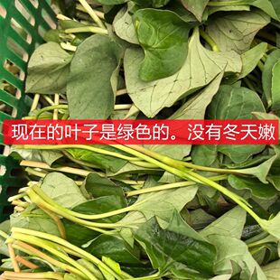 新鲜鱼腥草嫩叶四川折耳根叶子凉拌现发侧耳根猪鼻孔农家应季蔬菜
