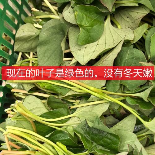 折耳根新鲜应季蔬菜四川鱼腥草嫩