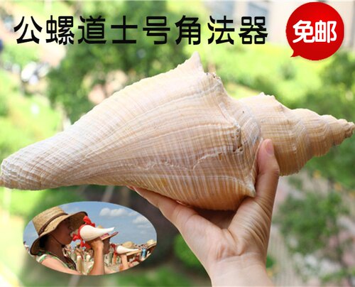 包邮天然超大海螺贝壳长香螺老角香螺公螺 密宗法器法事道士号角 - 封面