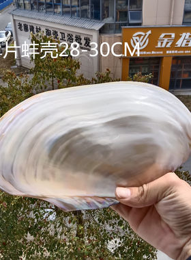 包邮超大天然贝壳海螺 珍珠蚌壳海蚌贝 家居摆件鱼缸水族装饰道具