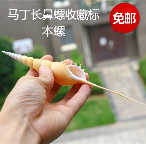 包邮天然海螺贝壳马丁长鼻螺创意礼品标本螺收藏鱼缸装饰摆件海星