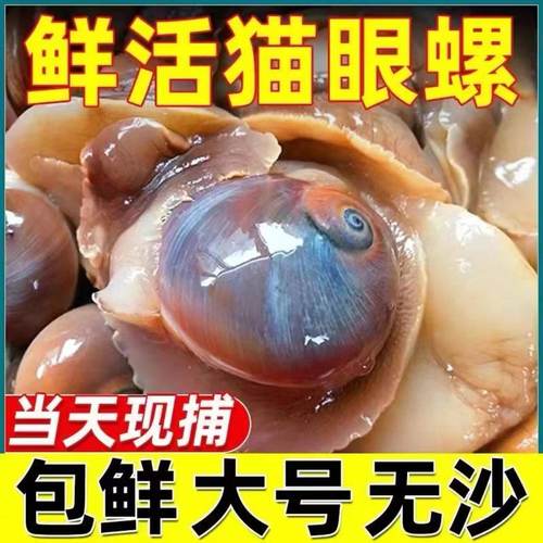 大猫眼螺海螺鲜活发货顺丰包邮