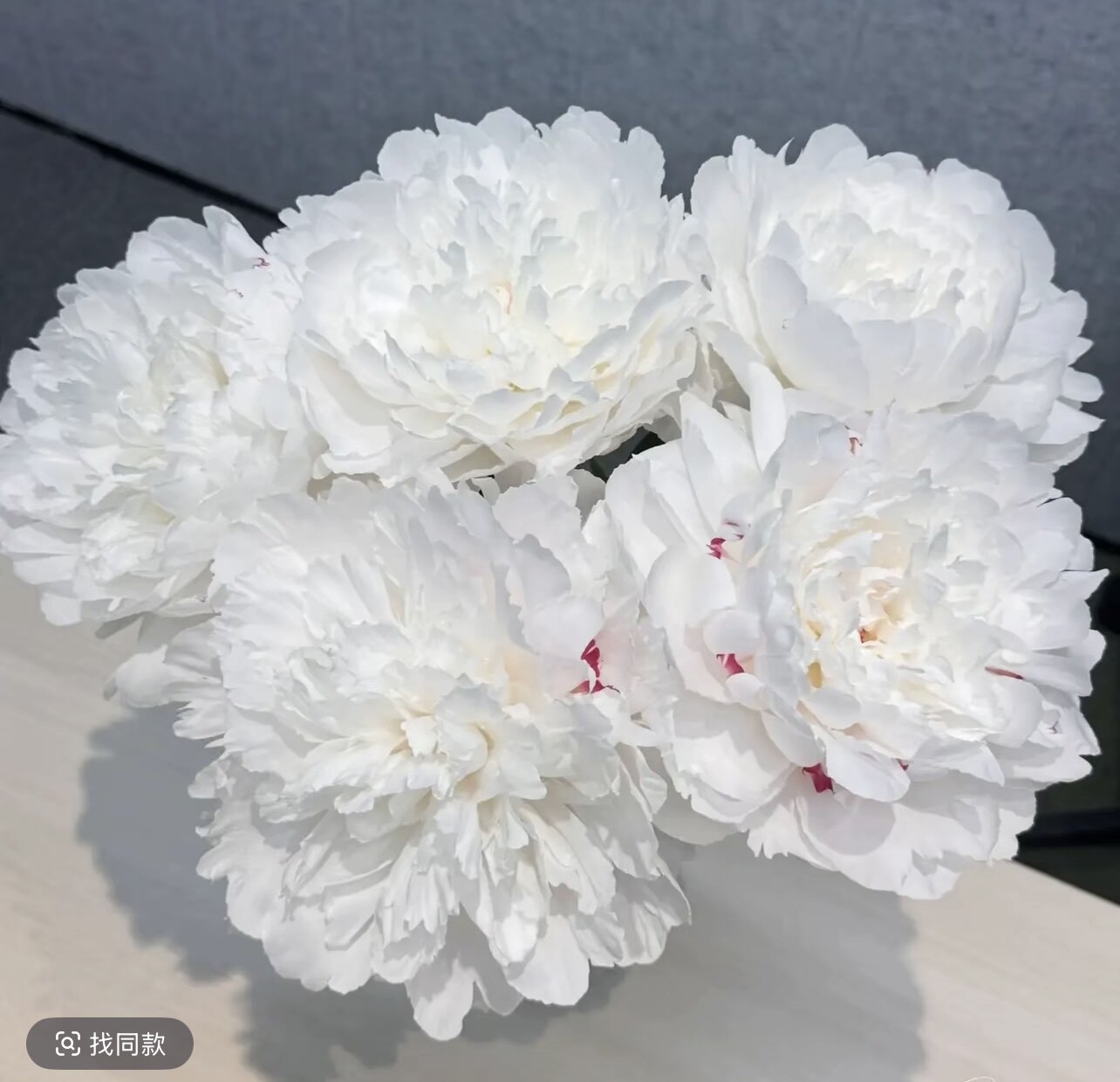 【山东大芍药-杨妃出浴】芍药花苗芍药根块秋季栽种春天开花