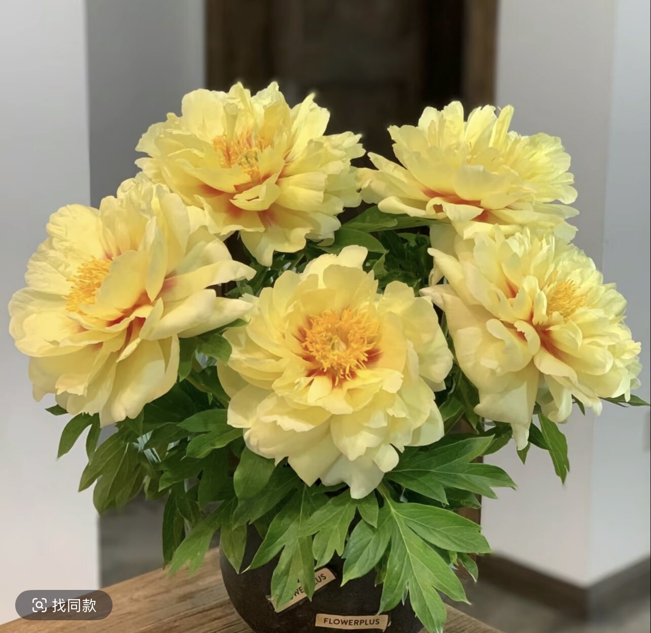 【伊藤系列-巴茨拉】芍药花苗浓香型花期长耐寒耐热基地直发
