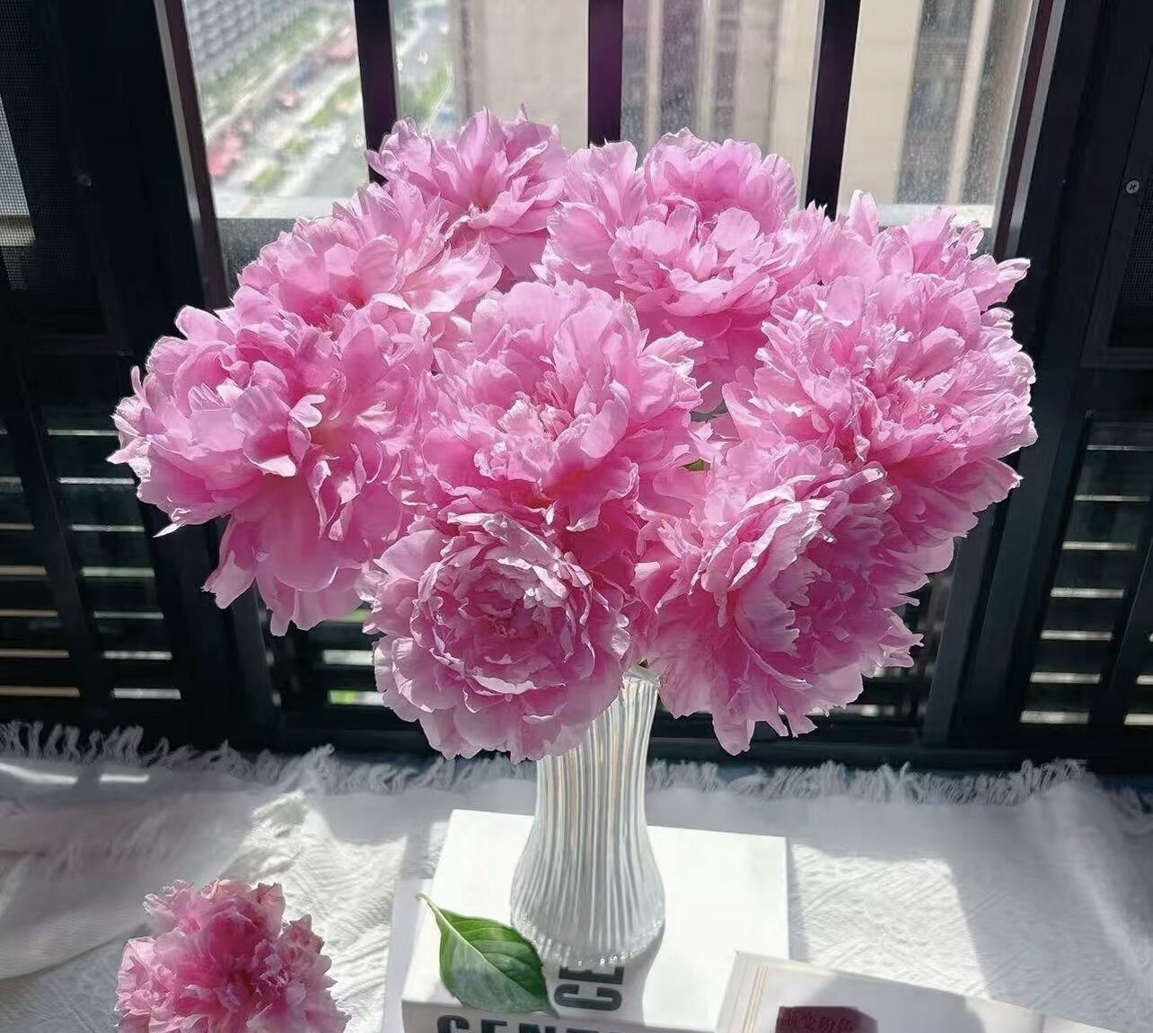 【山东大芍药种苗-晴雯】芍药花苗芍药花芍药花根块裸根苗