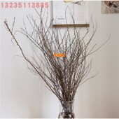 雪柳鲜枝水培养植物室内易活懒人花卉鲜花干枝雪柳绿植盆栽鲜插花