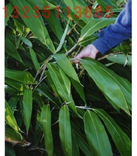 庭院观赏阳台盆栽 观叶植物 竹子 阔叶箬竹盆栽 [叶可以包粽子吃