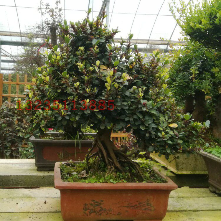 盆栽花卉植物*中华蚊母盆景 室内盆绿植花卉一物一拍  实物挑选