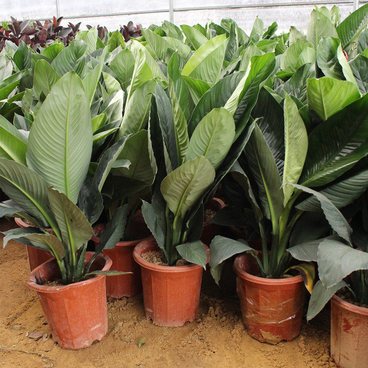 四季常青吸甲醛花卉室内客厅大型盆栽绿植花卉观叶植物绿巨人